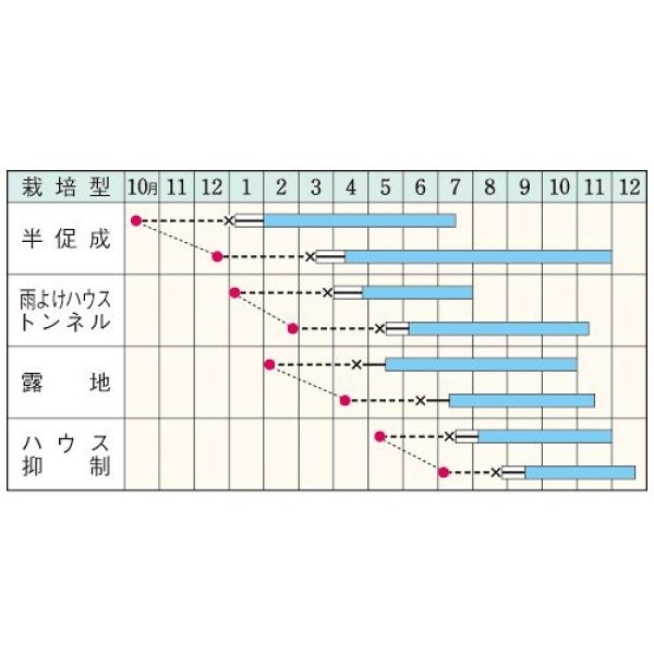 画像2:  ピーマン・京みどり（DF　65粒） (2)