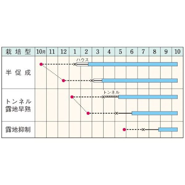 画像2: 丸ナス・早生大丸（DF　80粒） (2)