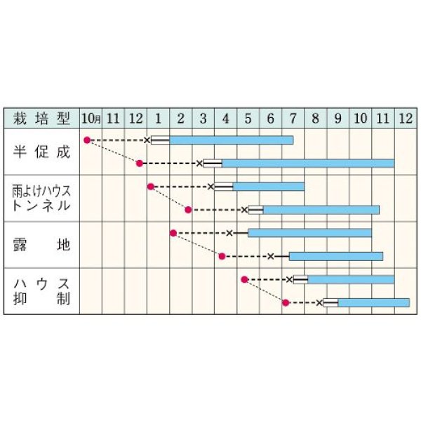 画像2: 甘トウガラシ・伏見甘長（2000粒） (2)