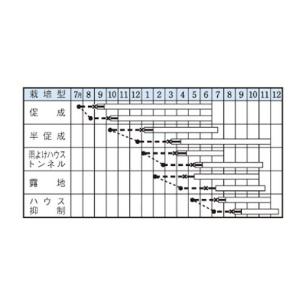 画像2: ピーマン・京ゆたか（1000粒） (2)
