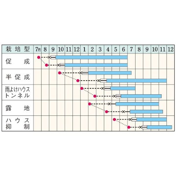 画像2: カラーピーマン・フルーピーイエロー（500粒） (2)