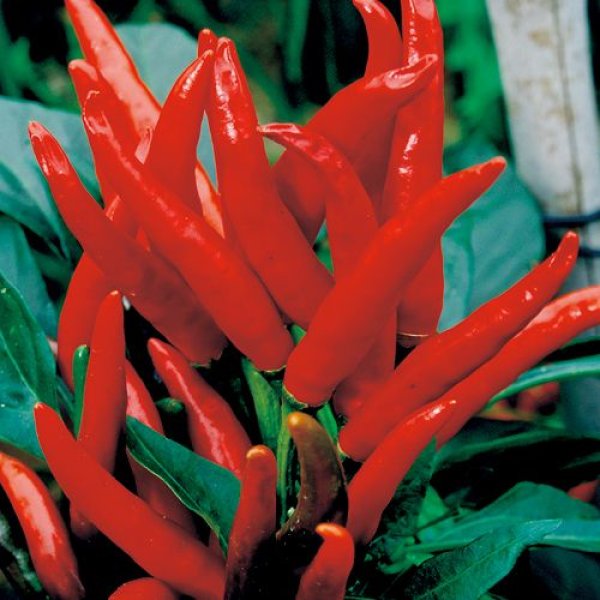 画像2: トウガラシ・鷹の爪とうがらし（GF　360粒） (2)