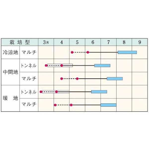 画像2: スイートコーン・キャンベラ86（良質強甘味種）（2000粒） (2)