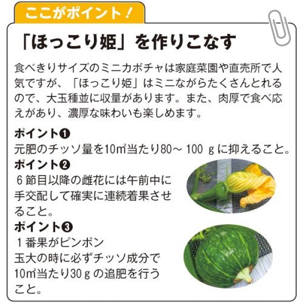 画像4:  西洋カボチャ・ほっこり姫（500粒） (4)