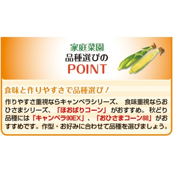 画像4: スイートコーン・キャンベラ86（良質強甘味種）（2000粒） (4)