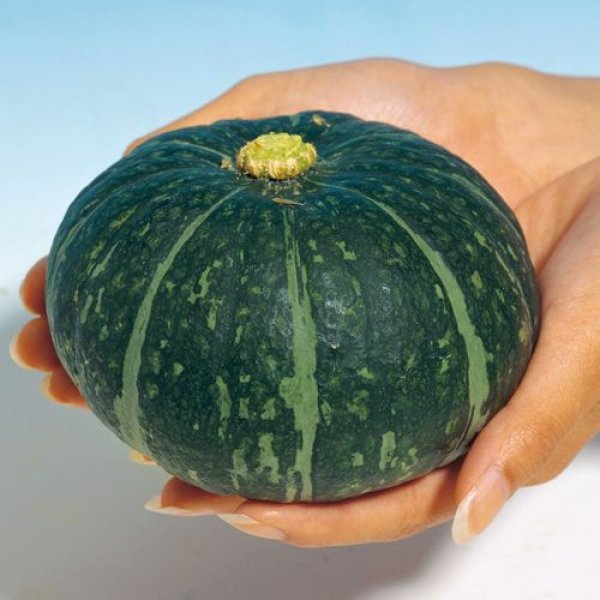 画像3:  西洋カボチャ・ほっこり姫（500粒） (3)