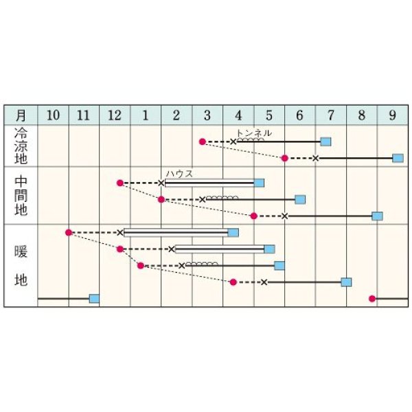 画像2: 西洋カボチャ・ほっこりえびす（100粒） (2)