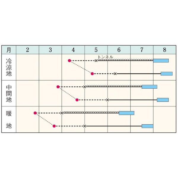 画像2:  スイカ・シュガームーン（DF　9粒） (2)