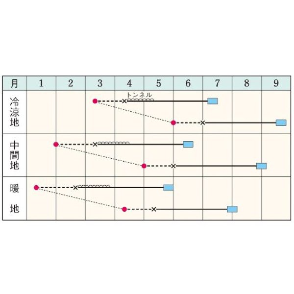画像2:  西洋カボチャ・夢味（RF　9粒） (2)
