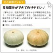 画像3:  西洋カボチャ・夢味（100粒） (3)