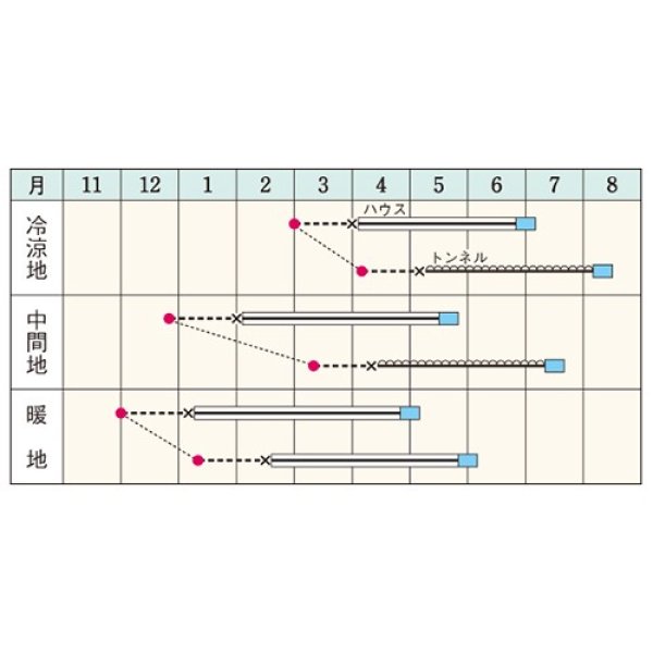 画像2: メロン・パンナ（DF　8粒） (2)