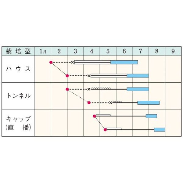 画像2: マクワ・金太郎（300粒） (2)