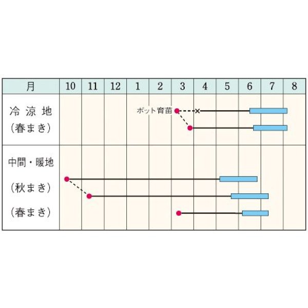 画像2: スナップエンドウ・グルメ（白花・つるあり）（GF　18ml） (2)