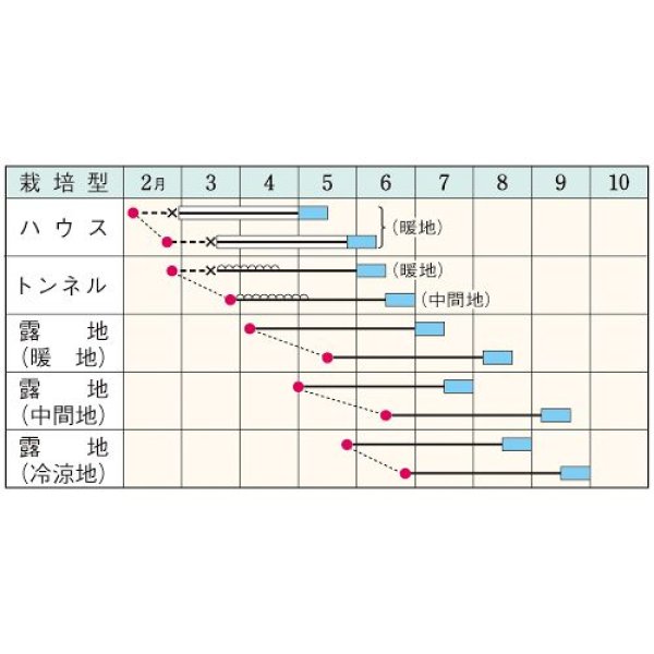 画像2: 茶エダマメ・福成（PF　80ml） (2)