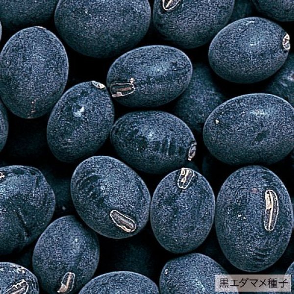 画像3: 黒エダマメ・濃姫（PF　80ml） (3)