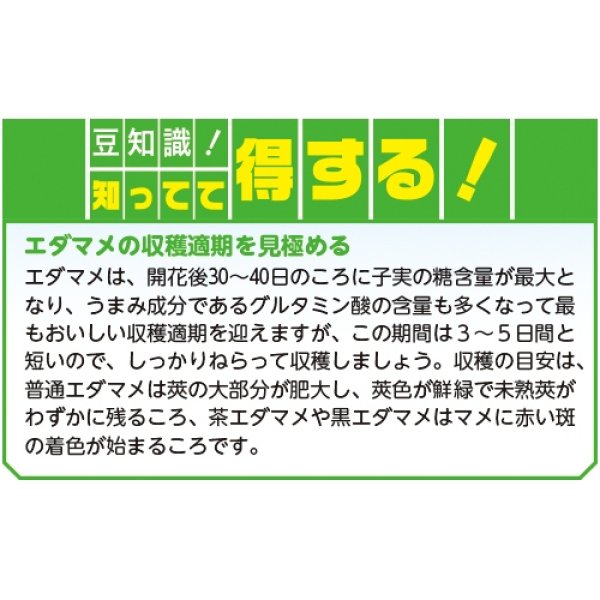 画像5: 茶エダマメ・福成（PF　80ml） (5)