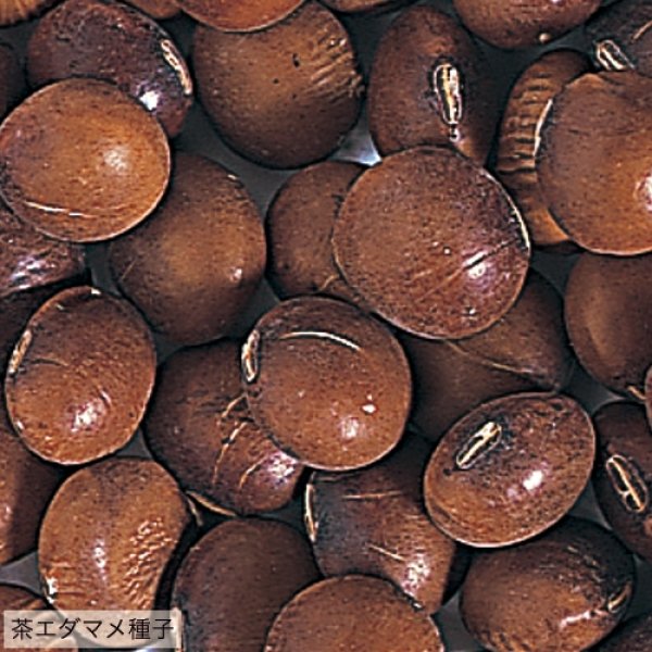 画像3: 茶エダマメ・福成（PF　80ml） (3)