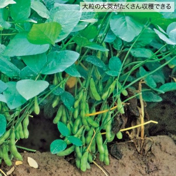 画像3: エダマメ・富貴（GF　60ml） (3)