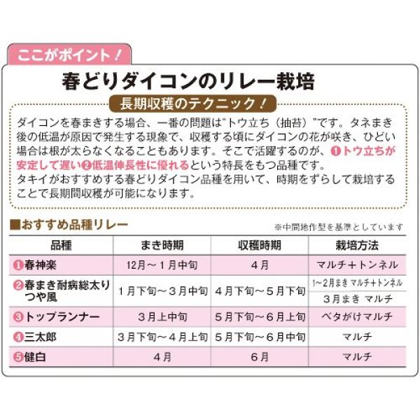 画像3: ダイコン・春まき耐病総太りつや風（GF　1.8ml） (3)