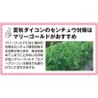 画像4: ダイコン・春まき耐病総太りつや風（GF　1.8ml） (4)