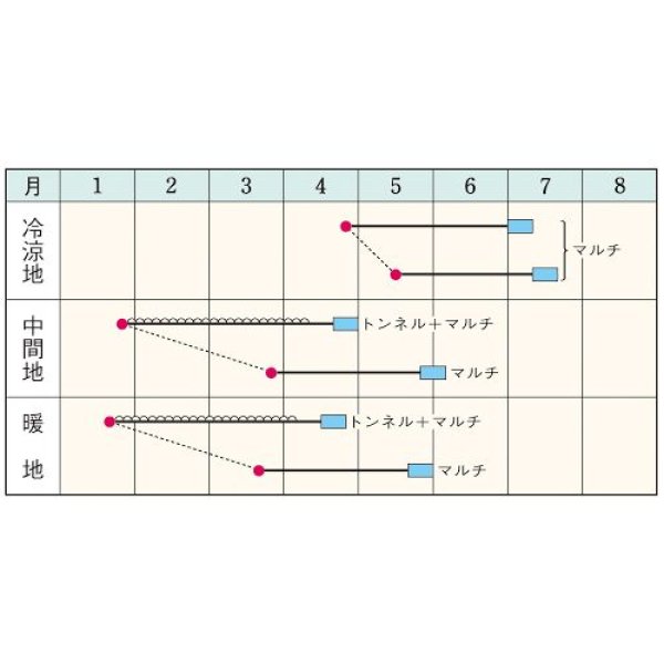 画像2: ダイコン・春まき耐病総太りつや風（GF　1.8ml） (2)