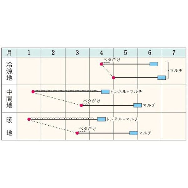 画像2: ダイコン・トップランナー（2㎗　スタンドパック） (2)