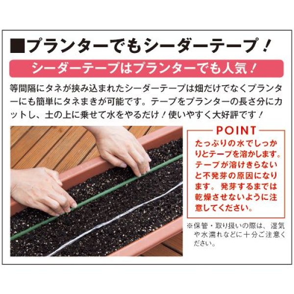 画像6: ゴボウ・サラダむすめ（DF　11ml） (6)