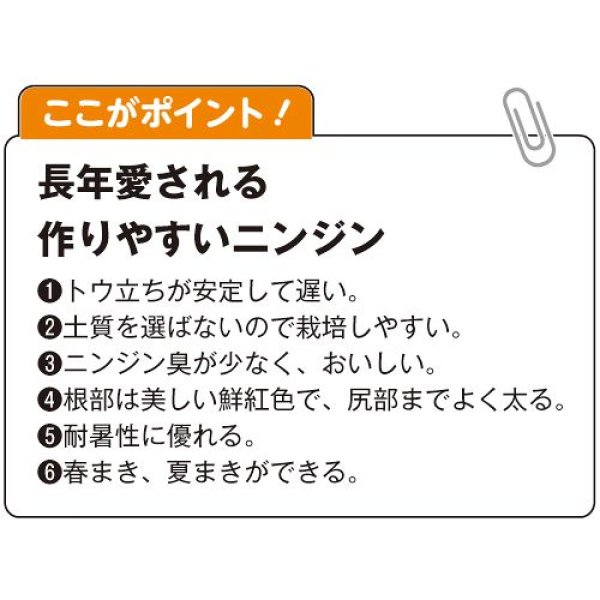 画像3: ニンジン・向陽二号（ペレット　2000粒） (3)