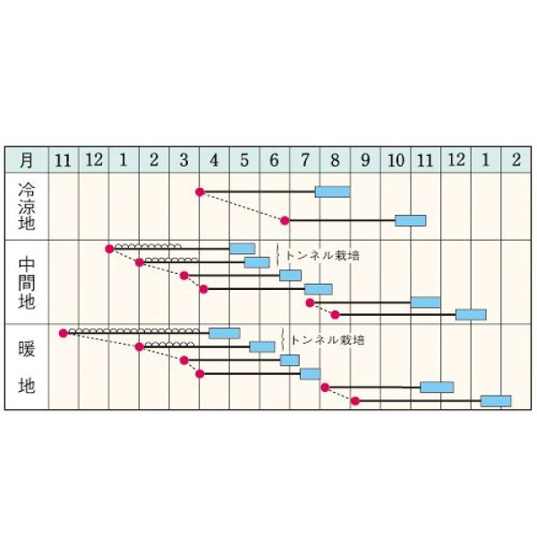 画像2: ニンジン・向陽二号（ペレット　2000粒） (2)
