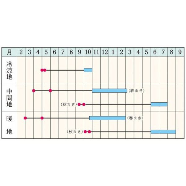画像2: ゴボウ・柳川理想（GF　9ml） (2)